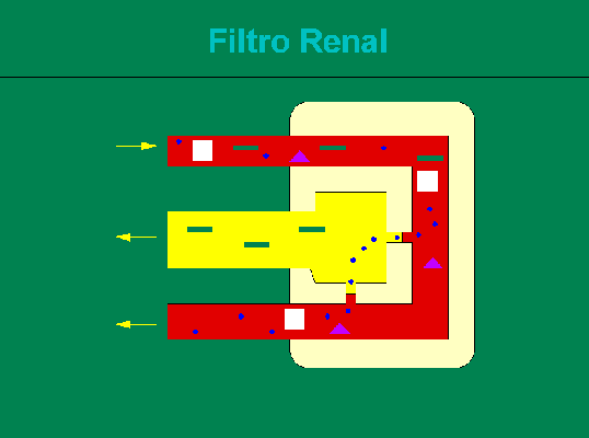 Filtro Renal